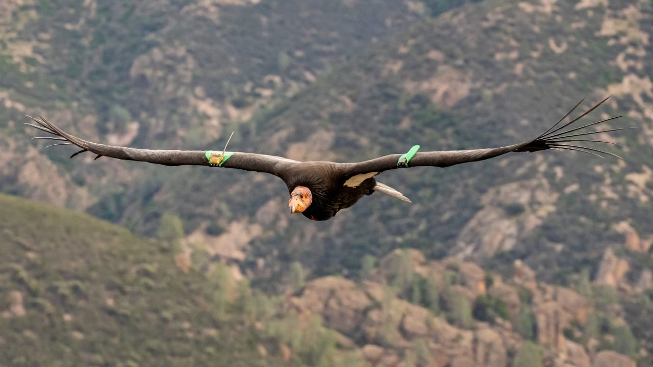 <p>The California condor is the largest land bird in North America, with a wingspan of up to 9.8 feet (3 meters). These birds were once on the brink of extinction but have made a remarkable comeback thanks to conservation efforts. They are still threatened by lead poisoning from ingesting lead ammunition.</p> <p>In 2023, ten vaccinated juvenile California condors were released in the San Simeon mountains to help protect the species from the ongoing Highly Pathogenic Avian Influenza (HPAI) outbreak[2].</p> <p>The condors were vaccinated with a killed, inactivated product designed to provide some level of protection against the deadly virus[9]. This marks a significant step in the ongoing efforts to safeguard these iconic birds.</p>