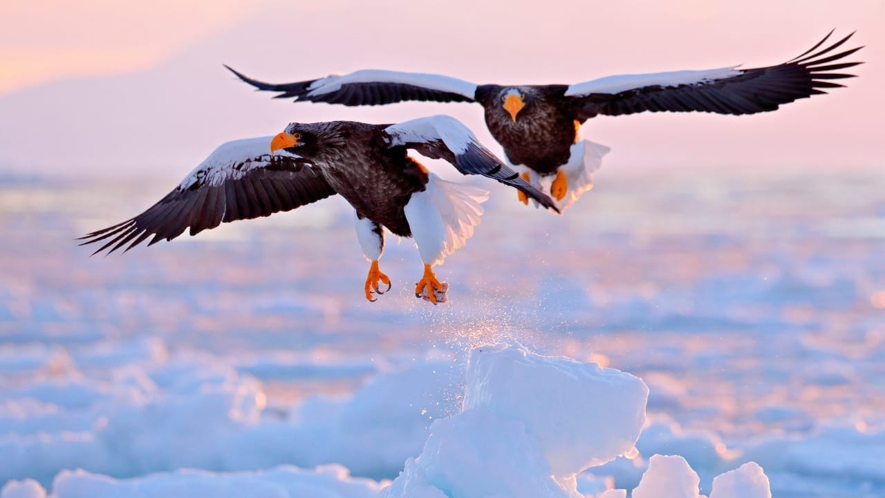 <p>Steller’s sea eagle is a massive bird of prey found in the Russian Far East and parts of Japan, with a wingspan of up to 8.2 feet (2.5 meters). These birds are easily recognizable by their distinctive black and white plumage and massive yellow beak. They primarily feed on fish and are dependent on specific marine environments.</p>