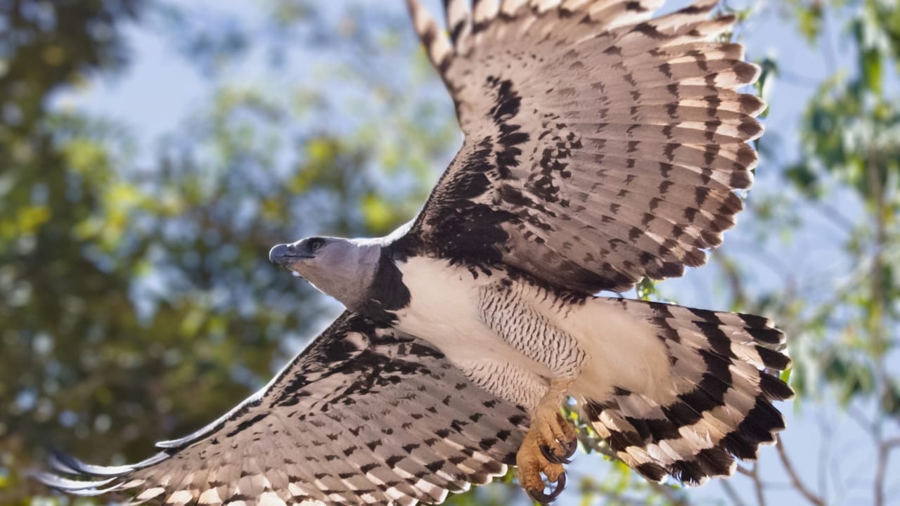 <p>The harpy eagle is the largest and most powerful raptor found in the Americas, with a wingspan of up to 7.2 feet (2.2 meters). These birds are found in the tropical forests of Central and South America, where they hunt tree-dwelling mammals like monkeys and sloths.</p> <p>Despite their impressive size and strength, they are threatened by habitat loss.</p>