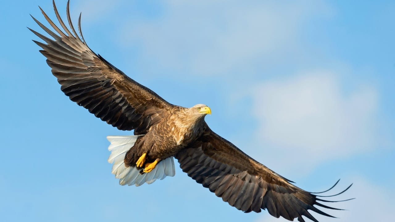 <p>The white-tailed eagle is Europe’s largest eagle, with a wingspan of up to 8 feet (2.45 meters). These birds are found near large bodies of water, where they prey on fish and waterbirds.</p> <p>Thanks to conservation efforts, they have made a significant comeback from the brink of extinction.</p>