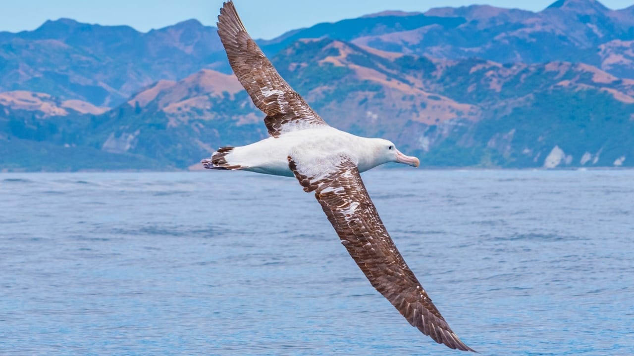 <p>The southern royal albatross is another contender for the title of largest flying bird, with a wingspan that can reach up to 10.8 feet (3.3 meters). These birds are found in the Southern Ocean and are known for their elaborate courtship rituals.</p> <p>Like the wandering albatross, they face threats from climate change and limited breeding ranges.</p>