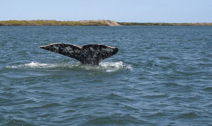 descubrimiento sorprendente: especialistas hallaron en el océano atlántico una ballena que se creía extinguida hace 200 años