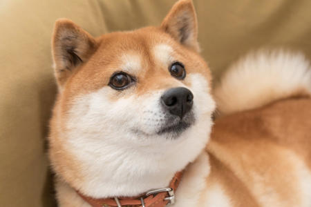 Should You Buy Dogecoin While It