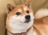 Should You Buy Dogecoin While It