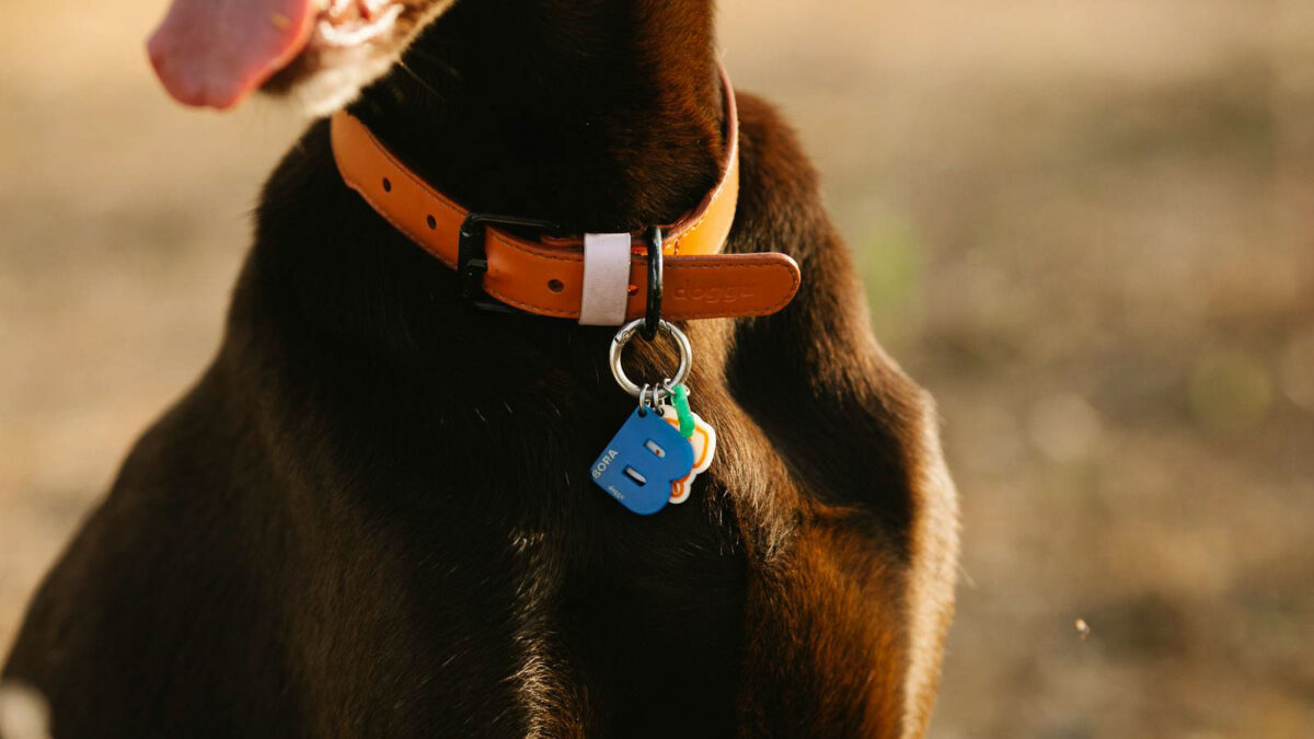<p>The Pawfit 3 GPS Tracker attaches to your dog’s collar and provides real-time location tracking. It is particularly useful for monitoring dogs that might wander or when they are off-leash, ensuring their safety at all times.​</p>