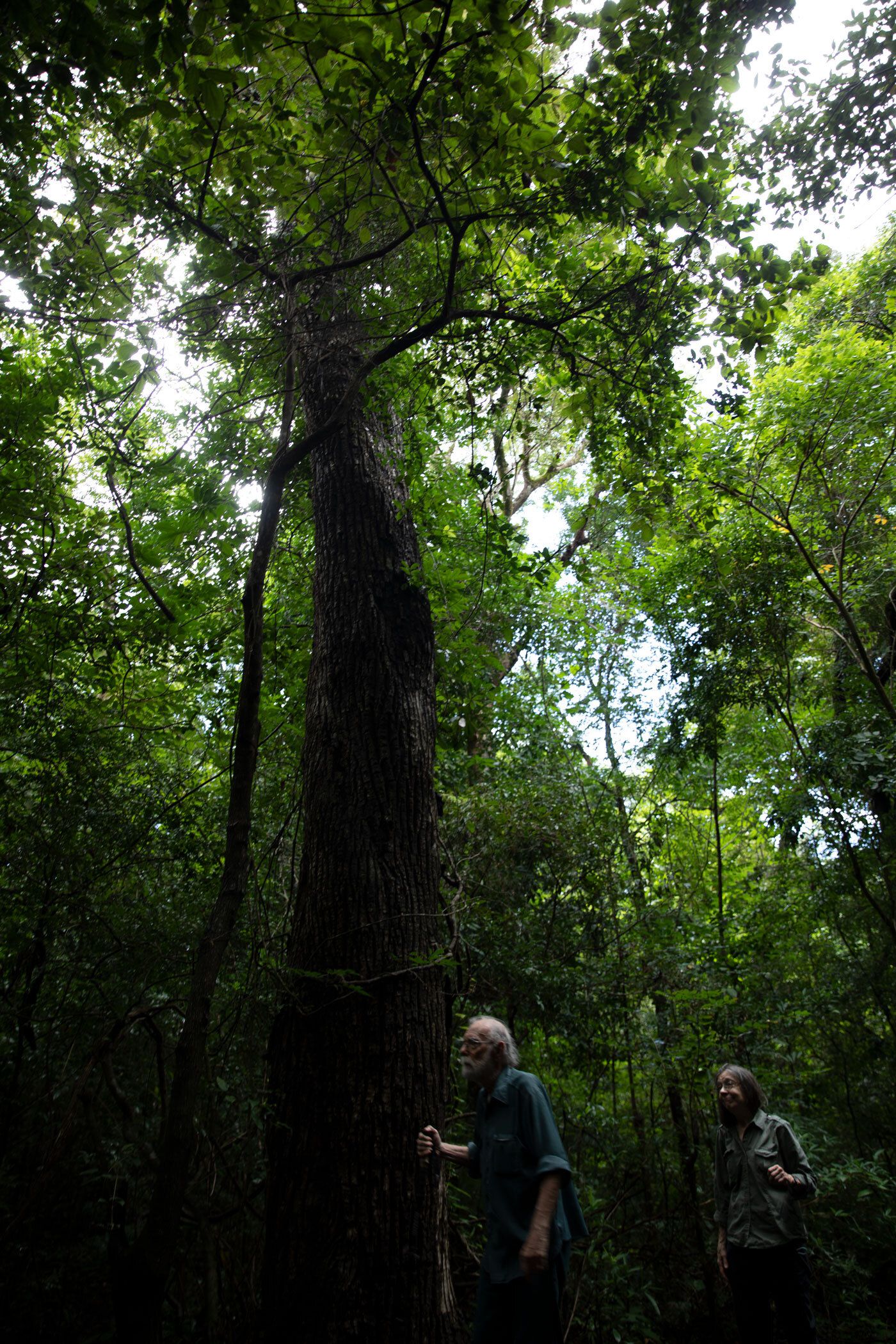 they turned cattle ranches into tropical forest — then climate change hit