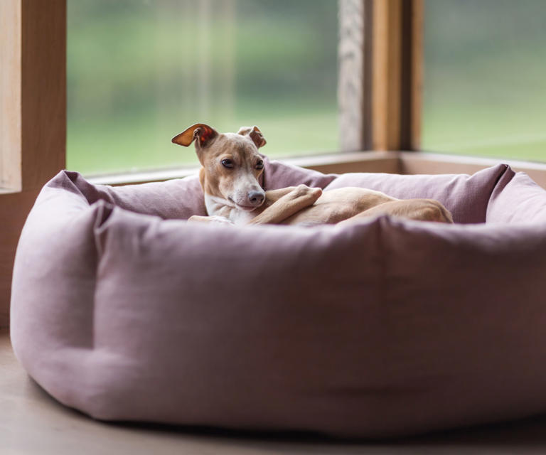 How to wash dog beds – 6 steps that go beyond the lint roller