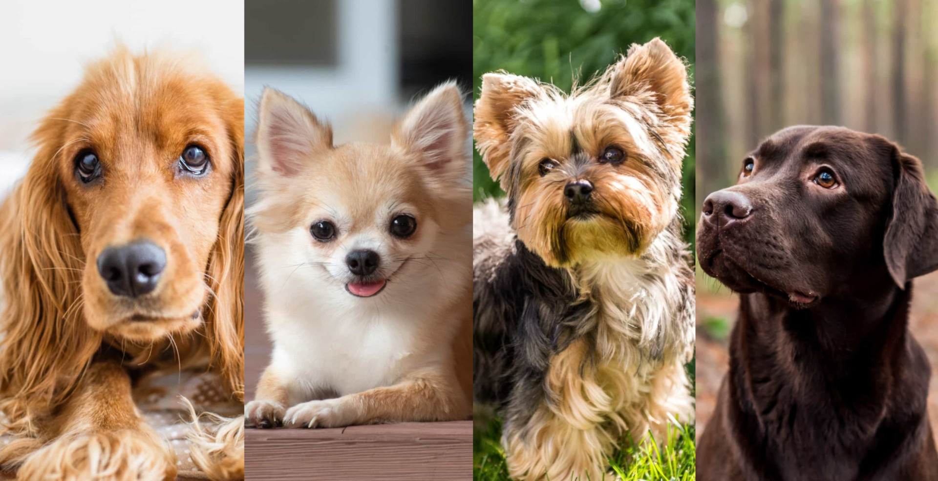 Common health problems for popular dog breeds