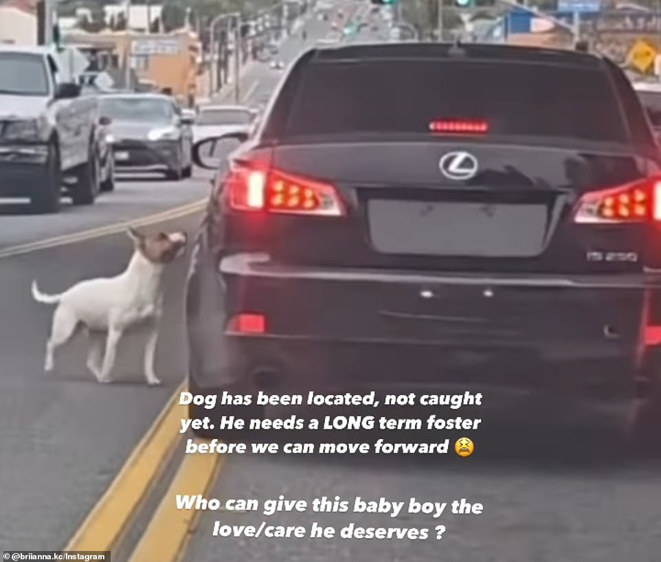 Heartbreaking Moment Loyal Dog Chases Owners Car After Being Dumped