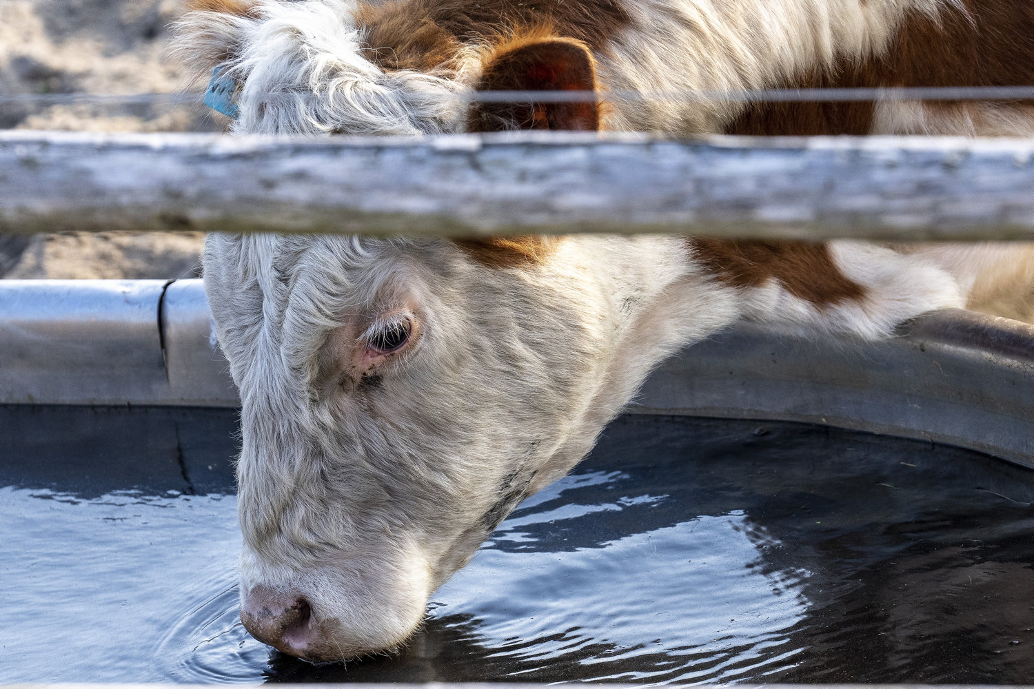 landmand anklaget for dyremishandling efter fund af døde køer