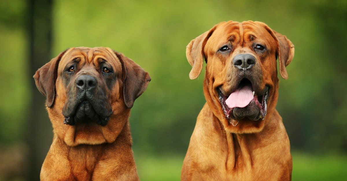 The 8 Scariest Dog Breeds