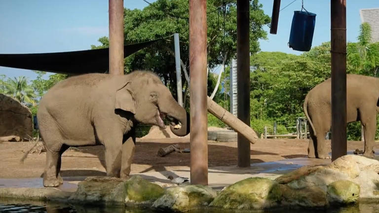 Taronga Zoo's elephants are getting ready to leave the city life behind, in search of a more rural setting.