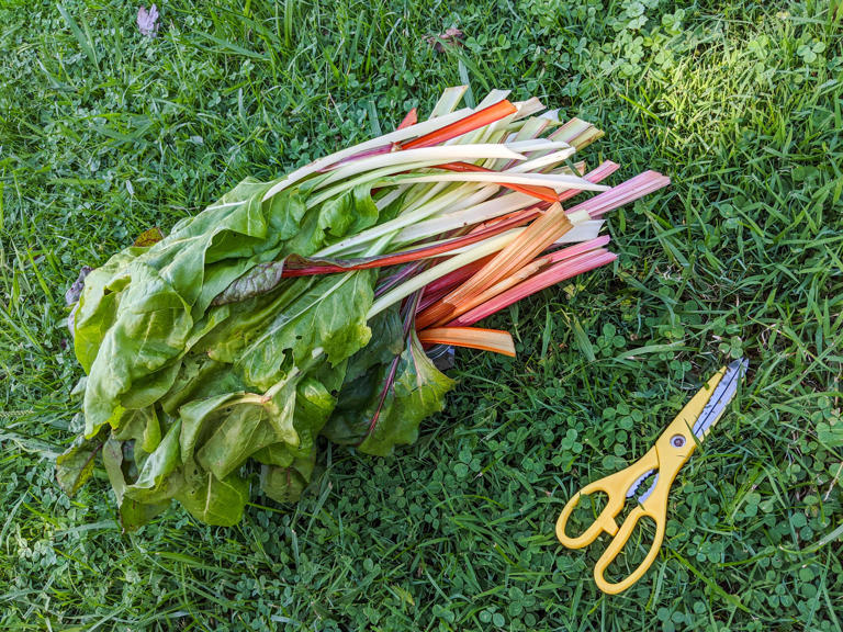 Getting started with your own garden is easier than you might think. 