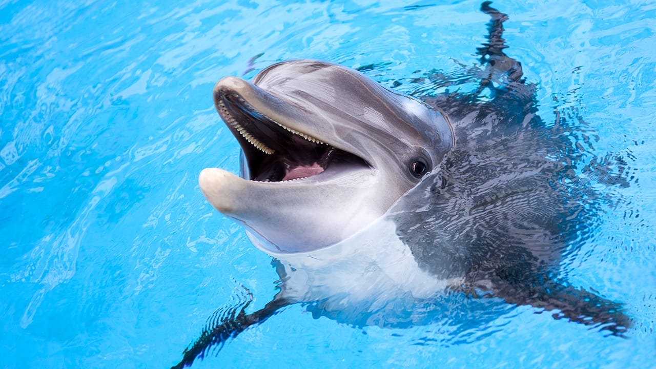 <p>Dolphins are the brainiacs of the ocean, with a brain-to-body-size ratio second only to humans. These marine mammals are known for their playful nature and impressive communication skills, using a variety of clicks, whistles, and body language to convey information to their pod mates.</p> <p>In addition to their social smarts, dolphins have demonstrated problem-solving abilities and self-awareness. They can recognize themselves in mirrors, a trait shared by only a few other species (<a href="https://www.salon.com/2022/07/09/mirror-test-animal-cognition/" rel="nofollow noopener">ref</a>). Dolphins have also been observed using tools, such as sponges to protect their snouts while foraging for food on the ocean floor.</p>