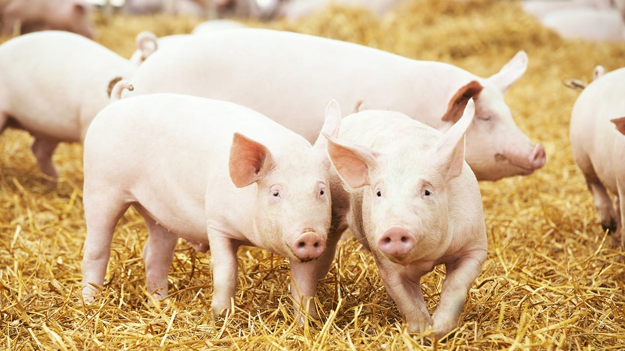 <p>Pigs are often underestimated, but these barnyard brainiacs are smarter than you might think. Studies have shown that pigs can solve complex mazes, recognize themselves in mirrors, and even manipulate joystick-controlled video games with their snouts.</p> <p>Pigs also have excellent long-term memories and can remember the location of food sources and the faces of individual humans and other pigs. They are highly social animals, capable of forming strong bonds with their family members and even showing empathy towards others in distress.</p>