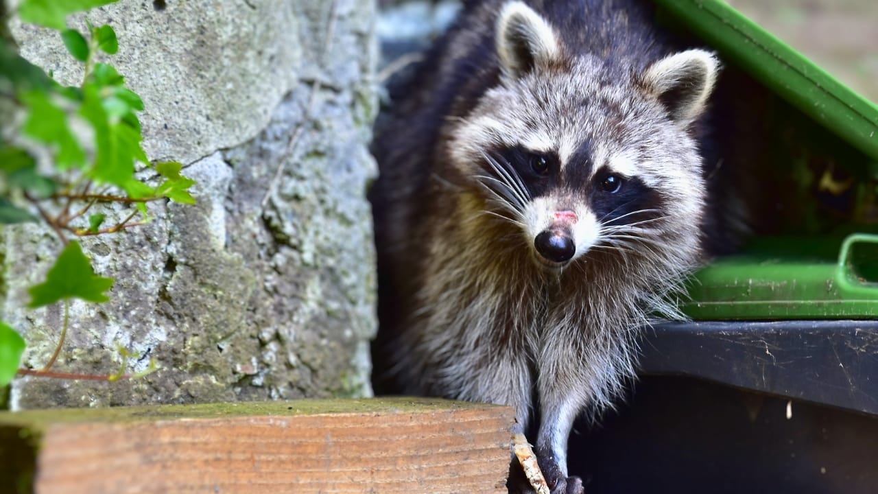 <p>Raccoons may be known for their mischievous behavior, but these masked bandits are also highly intelligent. They have excellent problem-solving skills and can open complex locks and latches to obtain food. They also have a keen sense of touch, using their sensitive front paws to explore their environment.</p> <p>They have been observed engaging in social learning, watching and imitating the behaviors of their peers. They also have excellent spatial memory, able to remember the locations of food sources and navigate complex environments with ease.</p>