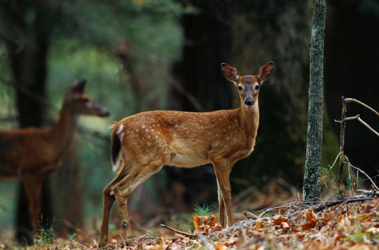 What are the 2024 CWD Management Zones in Mississippi?