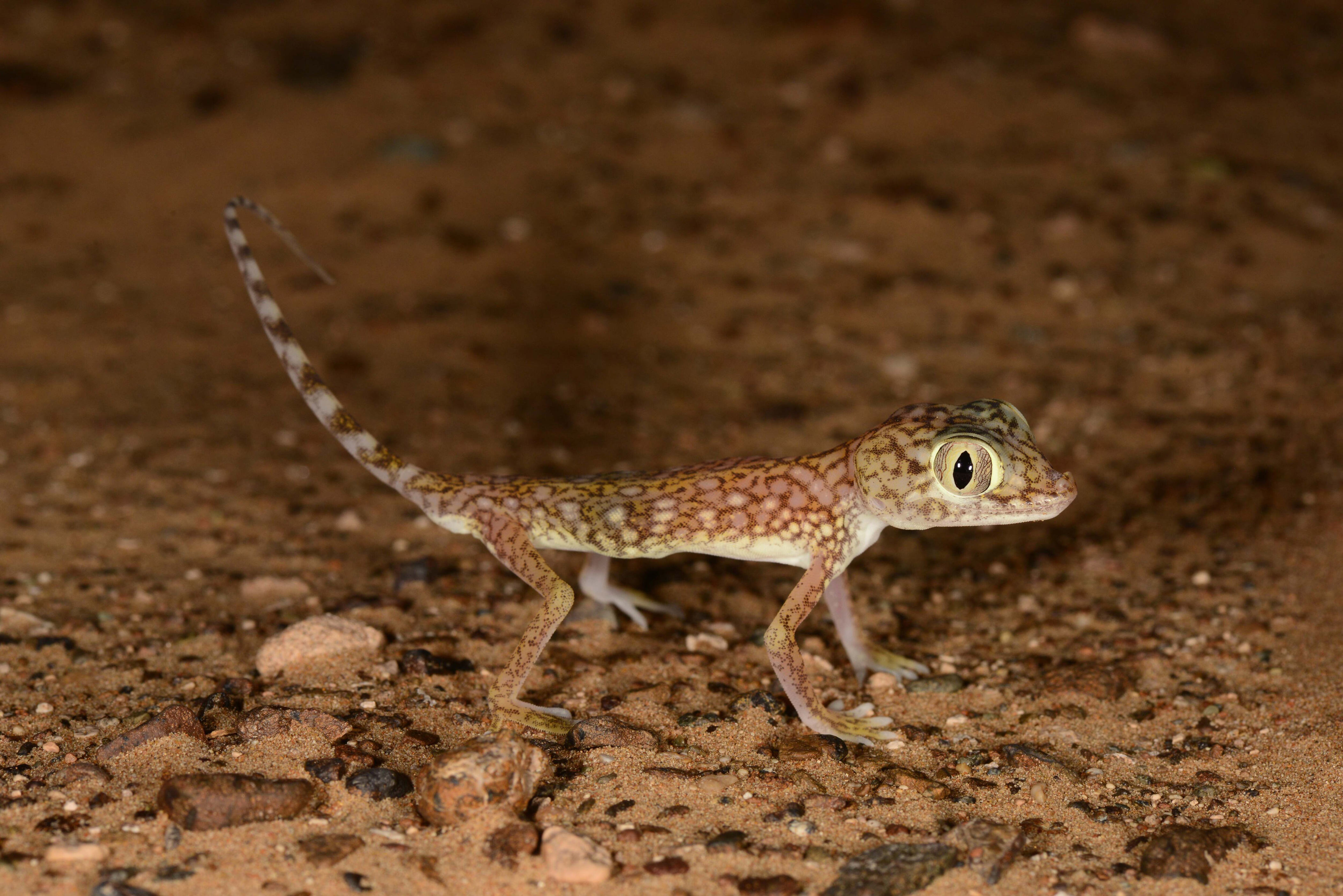 scientists dazzled by uae's glow in the dark geckos