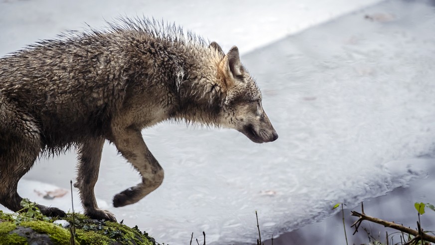 «wölfe in siedlungsnähe sind eine folge der unkontrollierten abschüsse»