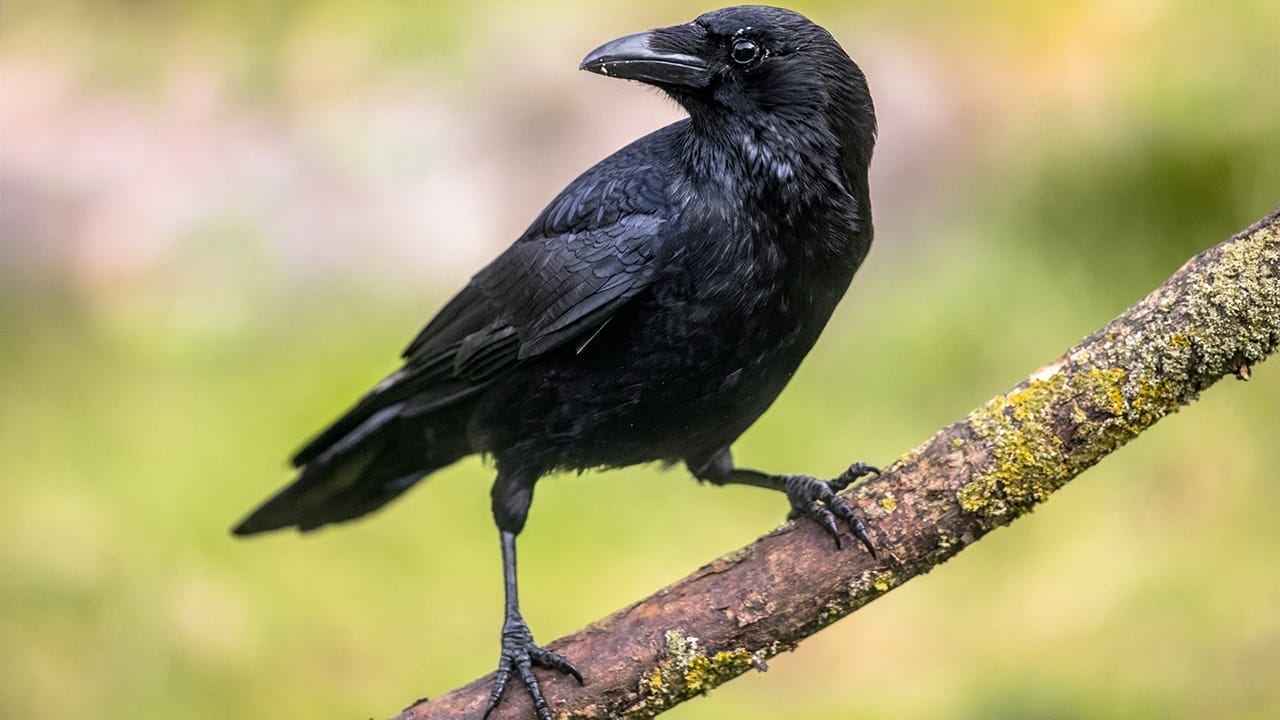 <p>Don’t let their spooky reputation fool you; crows and ravens are among the smartest birds on the planet. These clever corvids have problem-solving skills that rival those of primates. They can use tools, such as bending wire to create hooks for retrieving food, and even solve multi-step puzzles.</p> <p>Crows and ravens also have impressive memories, able to remember human faces and hold grudges against those who have wronged them. They engage in social learning, teaching their young and even other species new skills.</p> <p>Some have been observed placing nuts on roads, allowing cars to crack them open for an easy meal.</p>