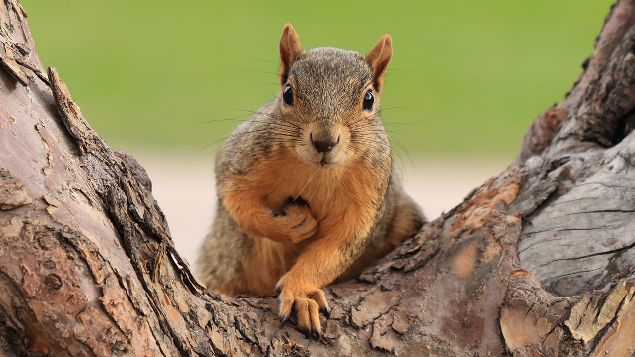 <p>Don’t let their small size fool you; squirrels are surprisingly smart. These bushy-tailed rodents have excellent spatial memory, able to remember the locations of thousands of buried food caches for months. They also engage in deceptive behavior, pretending to bury food to throw off potential thieves.</p> <p>Squirrels have been observed solving complex puzzles to obtain food rewards and even using tools, such as sticks to reach objects that are out of their reach (<a href="https://phys.org/news/2016-01-squirrels-plenty-food-thought.html" rel="noopener">ref</a>). They also display social intelligence, communicating with each other through a variety of vocalizations and body language.</p>
