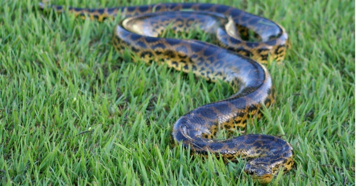 Discover the Largest Anaconda Ever Recorded
