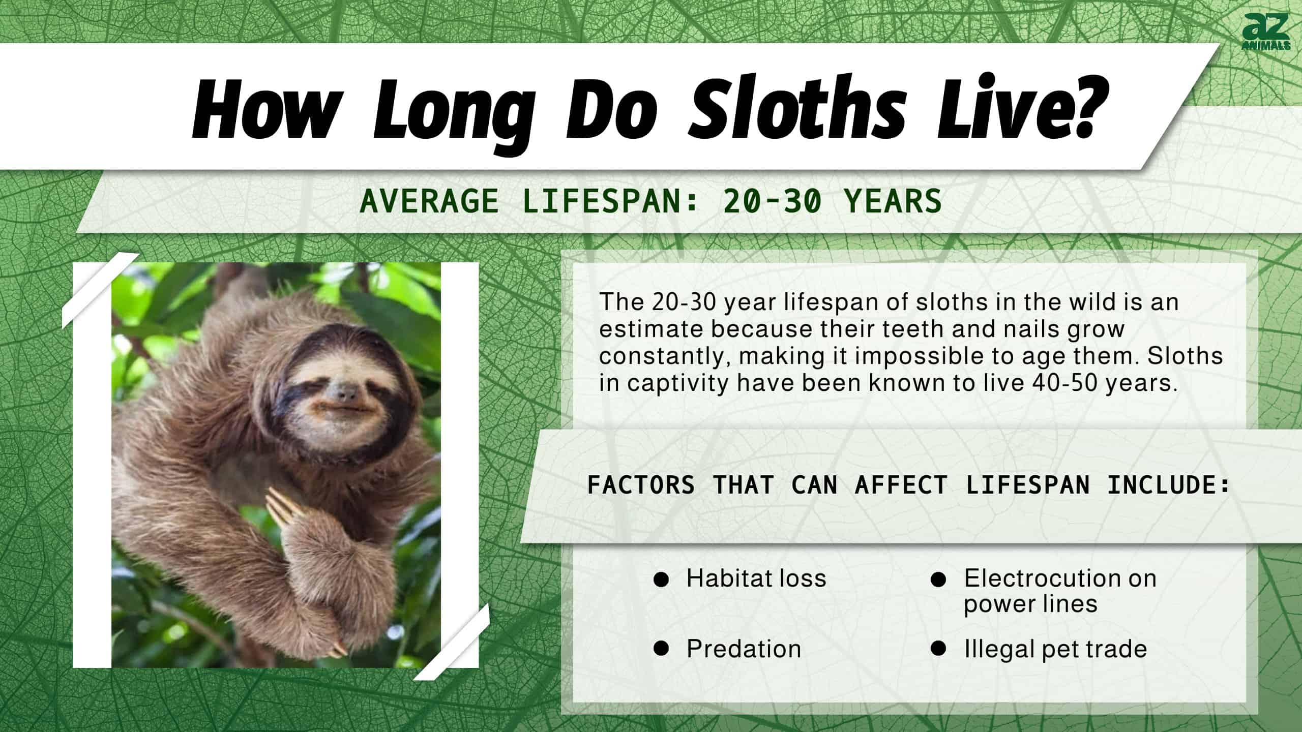 Sloth Predators: These 5 Animals Kill and Eat Sloths