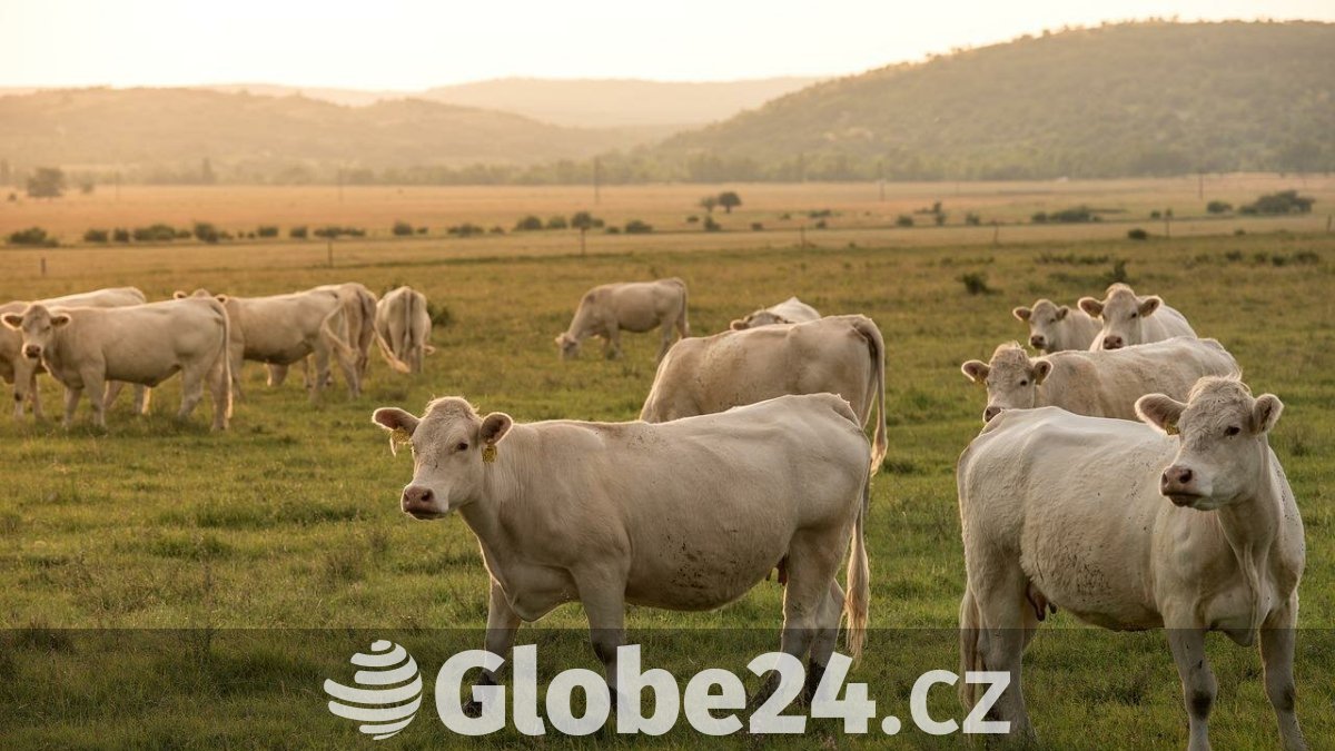 ptačí chřipka se v usa přenáší i na krávy. evropa situaci sleduje s obavami
