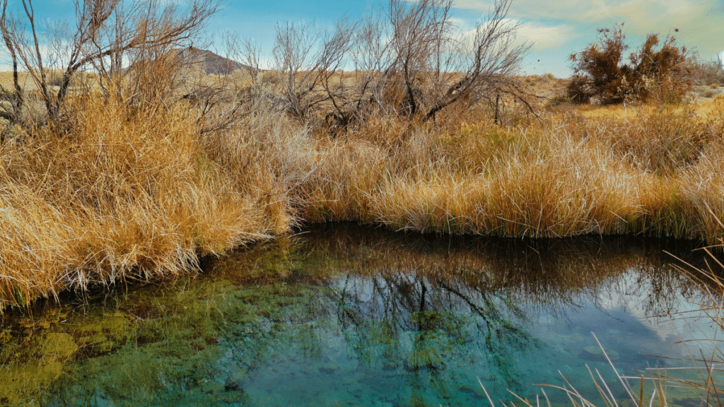 <p>Ash Meadows is a desert oasis close to the California line. It’s also the location of Devils Hole, a spring that supports the world’s entire naturally occurring population of the critically endangered Devils Hole pupfish. Devils Hole is actually a detached unit of Death Valley N.P. located within the refuge.</p><p><em>Fun Fact:</em> The refuge contains 24 species of plants and animals found nowhere else in the world, making it a high point of biodiversity in Nevada.</p>
