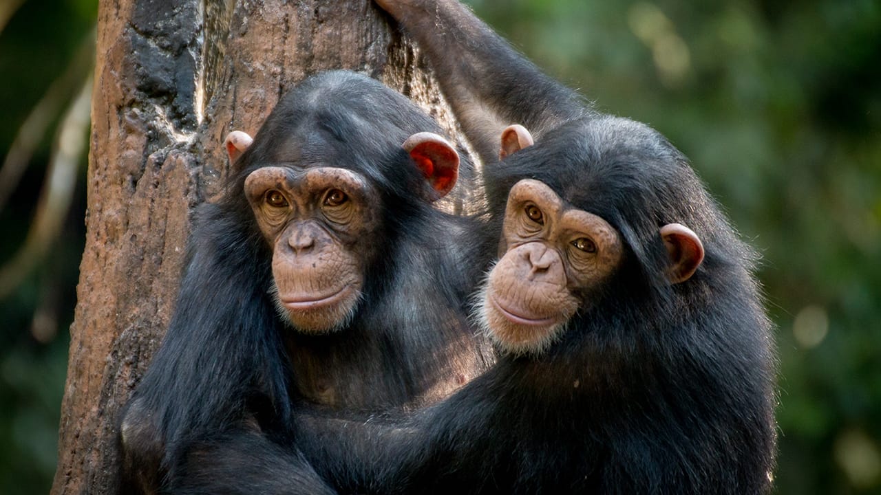 <p>Chimpanzees, our closest living relatives, are known for their exceptional intelligence. These clever primates have been observed using tools, such as sticks to fish for termites or rocks to crack open nuts. They also display advanced problem-solving abilities and can learn sign language to communicate with humans.</p> <p>What’s more, chimpanzees have a remarkable memory and can recall the faces of individual humans and other chimps for years. Their complex social structures and ability to cooperate and strategize during hunts further demonstrate their cognitive prowess.</p>