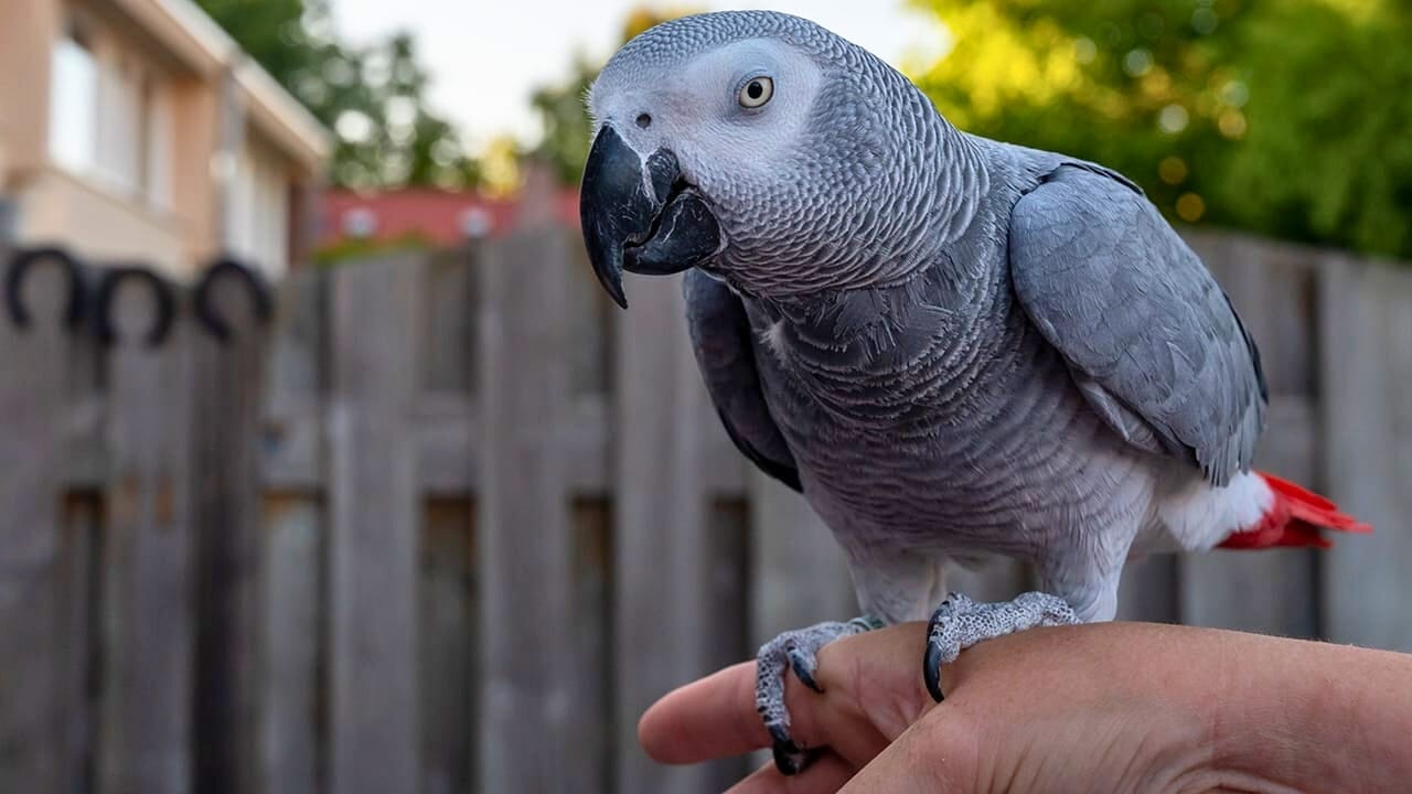 <p>African grey parrots are not just talented mimics but also highly intelligent birds. These feathered geniuses have been shown to have cognitive abilities similar to those of a 5-year-old human child. They can understand complex concepts, such as same vs. different and absence vs. presence.</p> <p>One famous African grey parrot, named Alex, was trained by animal psychologist Irene Pepperberg. Alex could identify over 100 objects, recognize quantities up to six, and even understand the concept of zero. He also had a vocabulary of over 100 words and could combine them to form simple sentences (<a href="https://www.audubon.org/news/how-irene-pepperberg-revolutionized-our-understanding-bird-intelligence" rel="nofollow noopener">ref</a>).</p>