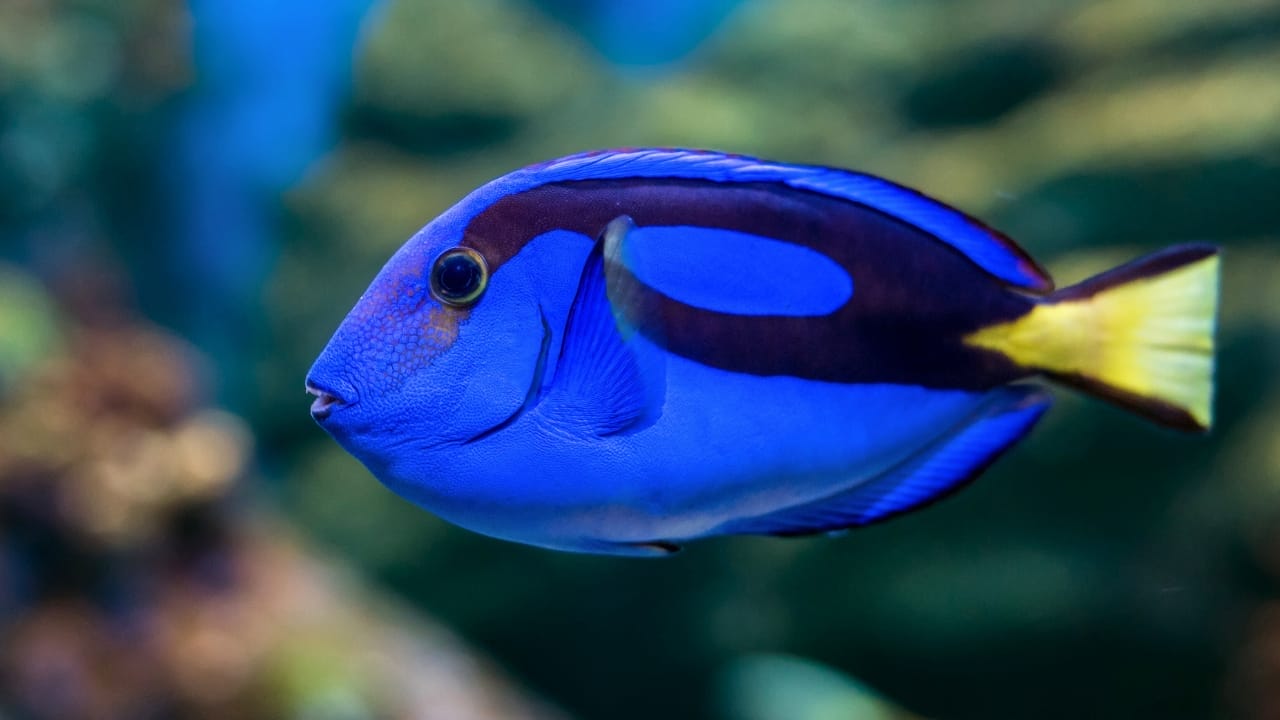 <p>The regal tang gained popularity as a type of fish in the critically acclaimed film Finding Nemo and was portrayed by a cartoonized version named Dory. Their oval shapes have blue-colored bodies and a yellow tail alongside a pectoral fin.</p> <p>Regal tangs are commonly found in the Indo-Pacific waters and settle around coral reefs along the ocean shores. The primary diet of the regal tang comprises algae, and most times, the fish move around in groups or pairs.</p> <p>A group of regal tangs may comprise 12 members and can include some other species of tang and surgeonfish. Their coping mechanism against predators is to lie on their side and pretend to be dead until the predator goes away.</p>