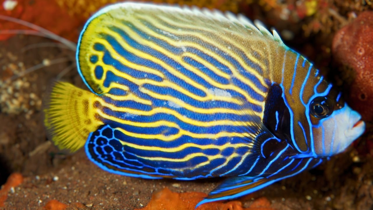 <p>The unusual thing about the juvenile emperor angelfish is how beautiful it looks, and when placed in an aquarium, it makes a gorgeous sight. This gorgeous creature grows up to a length of 15 inches but when grown in a tank, it grows to a length of 12 inches.</p> <p>Only experienced fish keepers should keep this fish species because they have special tank and water requirements. There is also a high price tag attached to the fish.</p> <p>The emperor angelfish live around rockwork and around coral growth in clear lagoons. They are mostly found in the reef areas of the Indian and Pacific Oceans. Male emperor angelfish are highly territorial and with two females, they can dominate a territory as large as ten thousand square feet.</p>