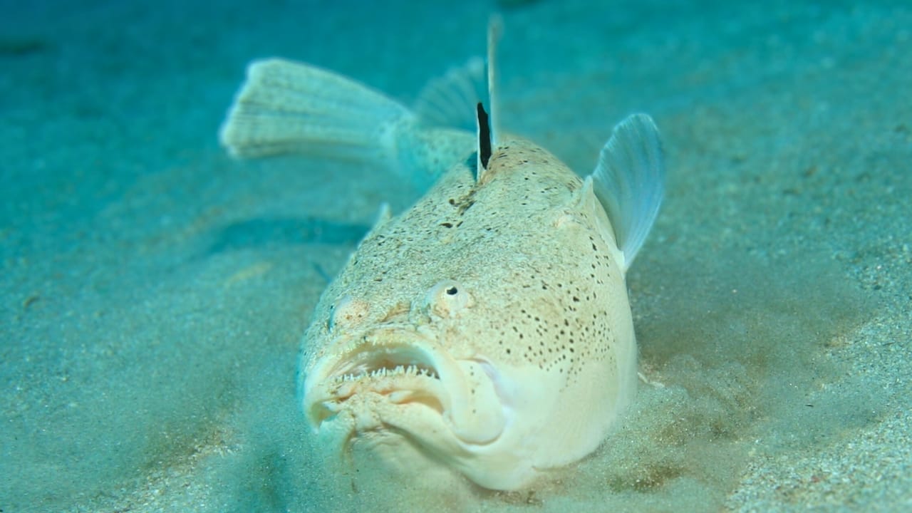 <p>The white margin stargazer has different names such as popeye fish, marbled stargazer, popeyed fish, and tube-nosed stargazer. It earned the name stargazer from the position of its eyes above its head, and the fish has an unusual way of burying itself in the ground, leaving only its eyes and mouth above the sand as it waits for prey.</p> <p>Stargazers are a different breed of fish that has some electric organs behind their eyes. These electric organs can discharge up to 50 volts of electricity that can send any creature that comes across them into shock.</p> <p>Stargazers are naturally always laying in ambush for prey, and the combination of their electric shock and venom has earned them a spot on the list of the meanest animals in existence.</p>