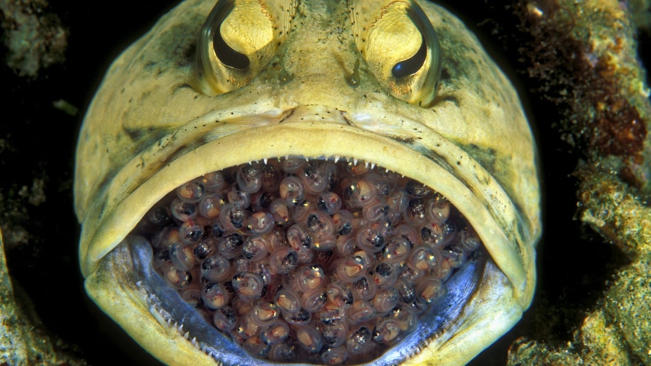 <p>Prepare to have your perceptions of parental roles shattered. The male jawfish is a true trailblazer in the world of fish reproduction, defying traditional gender norms.</p> <p>Unlike most fish species, the male jawfish takes on the role of incubating and caring for the eggs after mating. After the female lays the eggs, the male scoops them up into his mouth, where they remain until they hatch.</p> <p>During this period, the devoted father forgoes eating, focusing solely on providing oxygen and protection to the developing embryos. This remarkable behavior showcases the incredible diversity of parental strategies in the animal kingdom.</p>