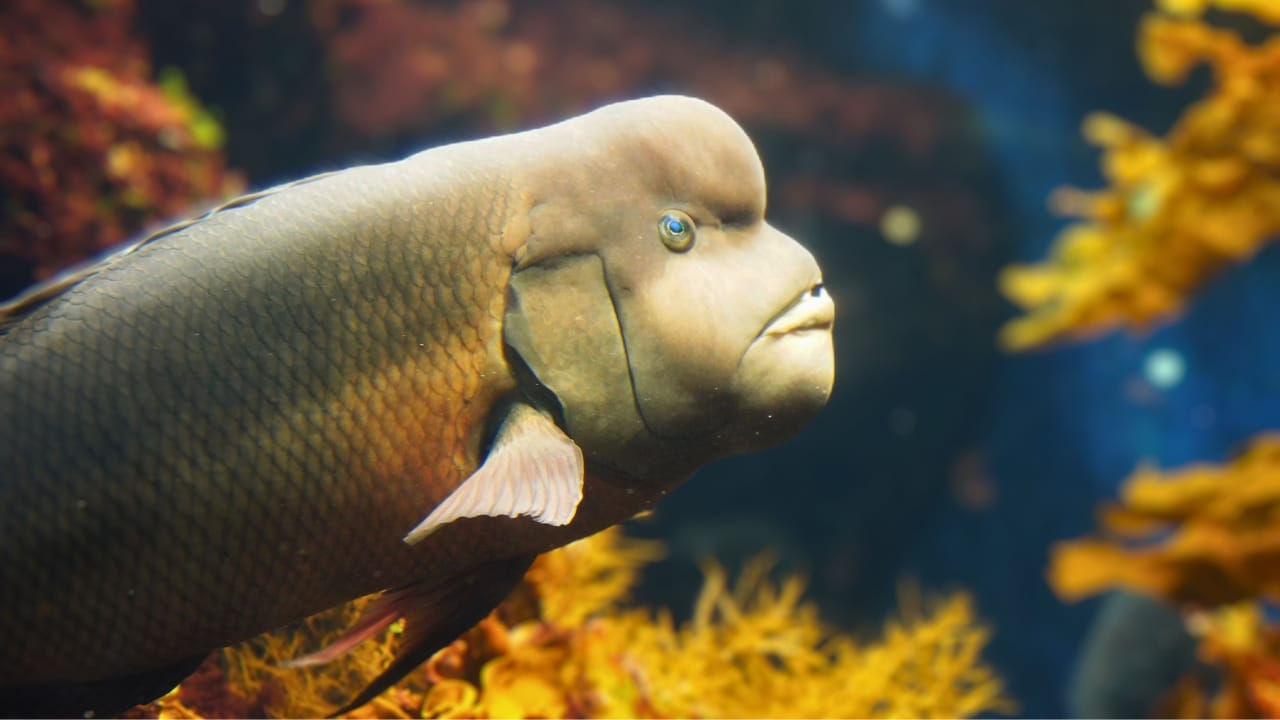 <p>The Asian sheepshead wrasse, also known as the kobudai, is a clear-cut example of reversing the roles. This fish is known to display high levels of hermaphroditism, as a female Asian sheepshead wrasse changes routinely to male at a point in the life of the female kobudai, she can turn to male permanently.</p> <p>This fish is common in the western Pacific Ocean and can grow up to a length of 100 centimeters. The heaviest recorded weight for this fish species is 14.7 kilograms.</p> <p>Apart from being a hermaphroditic fish species, the appearance of the Asian sheepshead wrasse is also quite unusual. These fish have thick lower jaws and their bodies are narrow and elliptical with standout bumps all over their heads.</p>