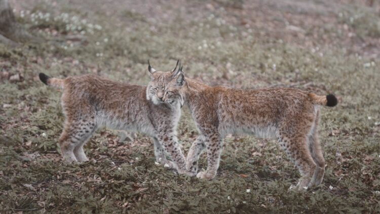 24 States Where Bobcats Are Common