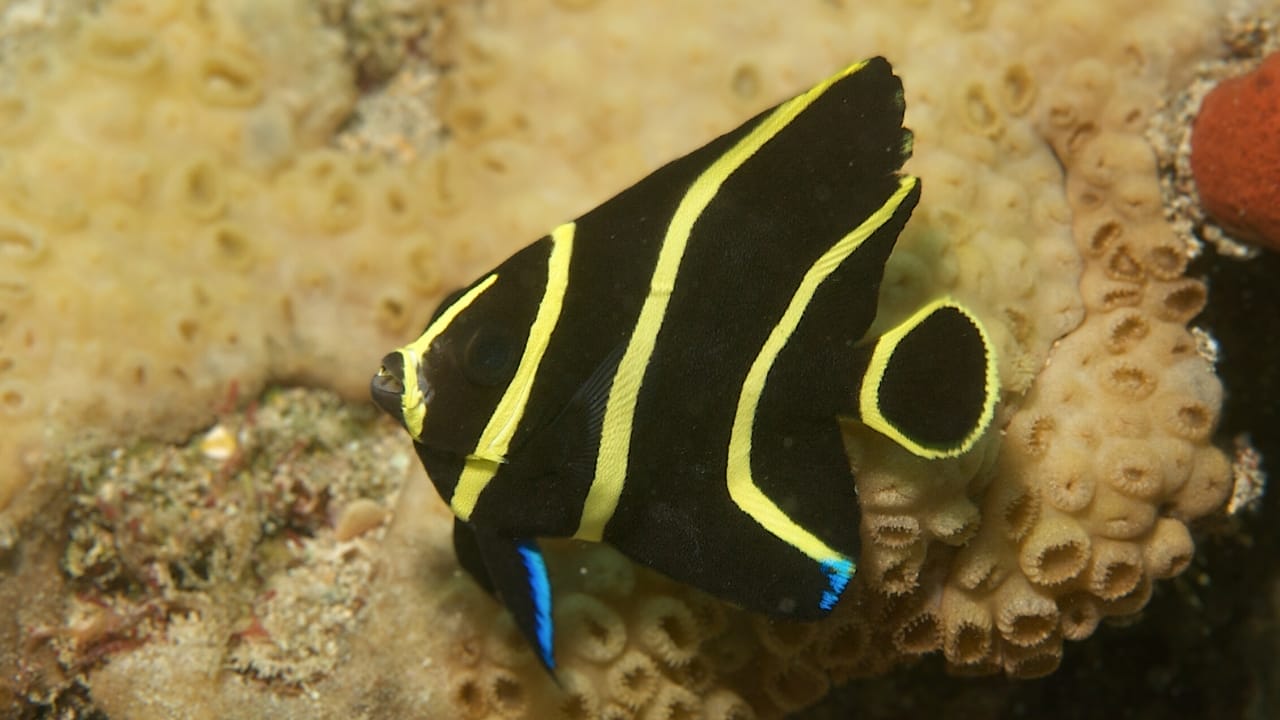 <p>Elegance and grace personified, the French angelfish is a true gem of the ocean. Found in shallow reefs across the Caribbean and the Bahamas, this fish boasts a striking appearance that is sure to leave you spellbound.</p> <p>As juveniles, they display vertical stripes that fade as they mature, revealing a vibrant yellow hue with hints of blue and black. Their distinctive shape and captivating colors have made them a favorite among divers and snorkelers alike.</p> <p>Despite their angelic appearance, these fish are known for their territorial nature, fiercely guarding their coral reef homes from potential threats.</p>