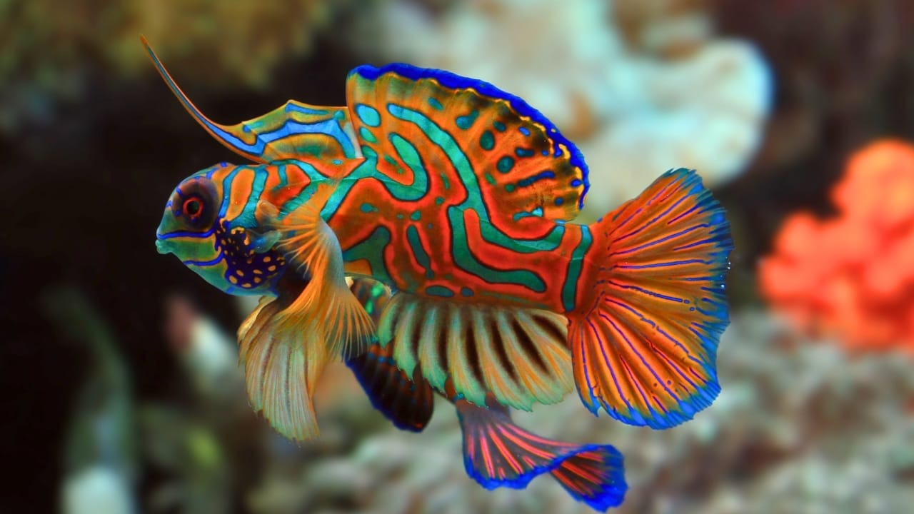 <p>The mandarin fish is common in the Pacific Ocean, and its natural habitats are inshore reefs and lagoons. It is a unique species of fish with tiny spikes all over its body. If anybody or anything tries to handle it, the spikes inject toxic mucus into them.</p> <p>The blue coloring on the mandarin fish is produced by the fish itself, and only two species of animals in the world can produce their own blue coloring. Mandarin fish feed on small invertebrates that live at the bottom of the water.</p> <p>Mandarin fish itself is mostly found at depths of between 3 to 59 feet, and the fish species move around in small groups. It is a great choice of fish species for an aquarium, but feeding it can be a bit difficult, so it should be left for expert aquarists.</p>