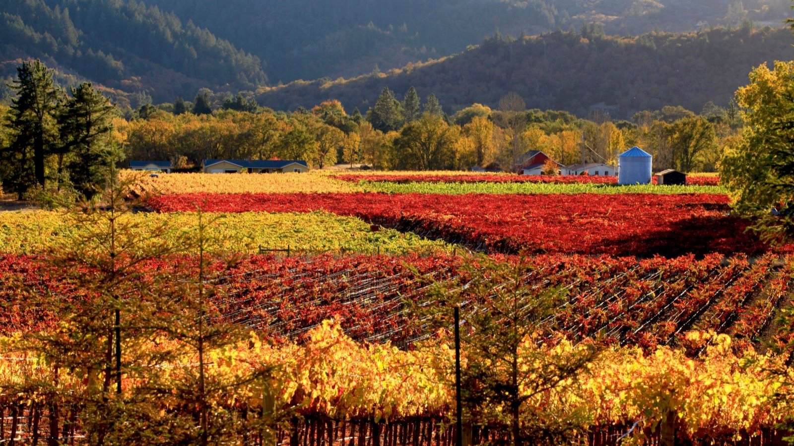 <p>Couples who love wine and sunshine will be in heaven in Napa Valley. This area is everything people say it is, with wineries, local stores, and an overall cheerful, appealing vibe.</p><p>The scenery in wine country is breathtaking, but there’s more to it than vineyards. Couples can go on romantic hot-air balloon rides or stay at boutique inns or a resort. There’s a hot nightlife scene, so it’s ideal for couples who want an elevated, energetic vacation that also allows for relaxation.</p>