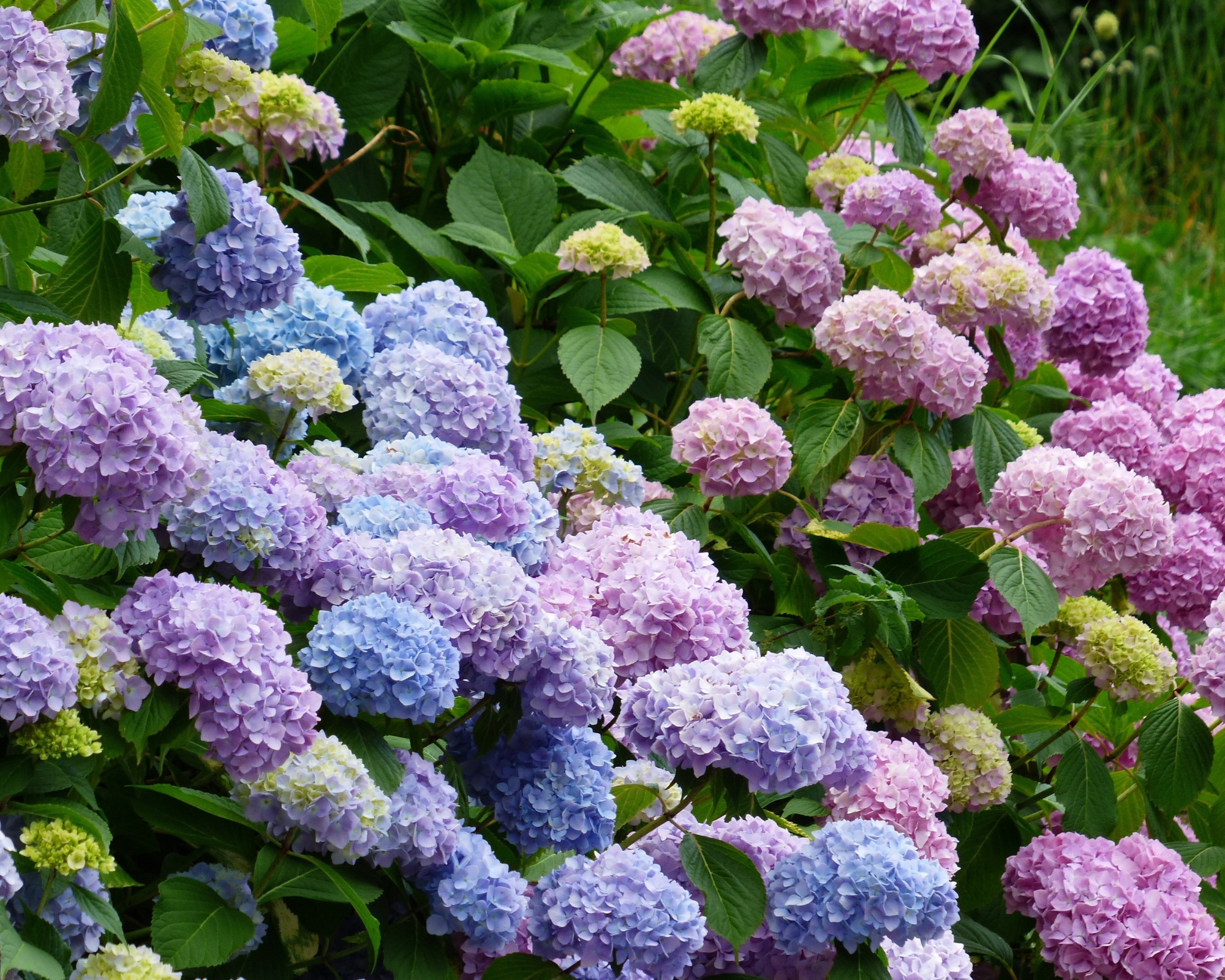 can hydrangeas grow in pots? gardeners dish on the best environment for these stunning blooms
