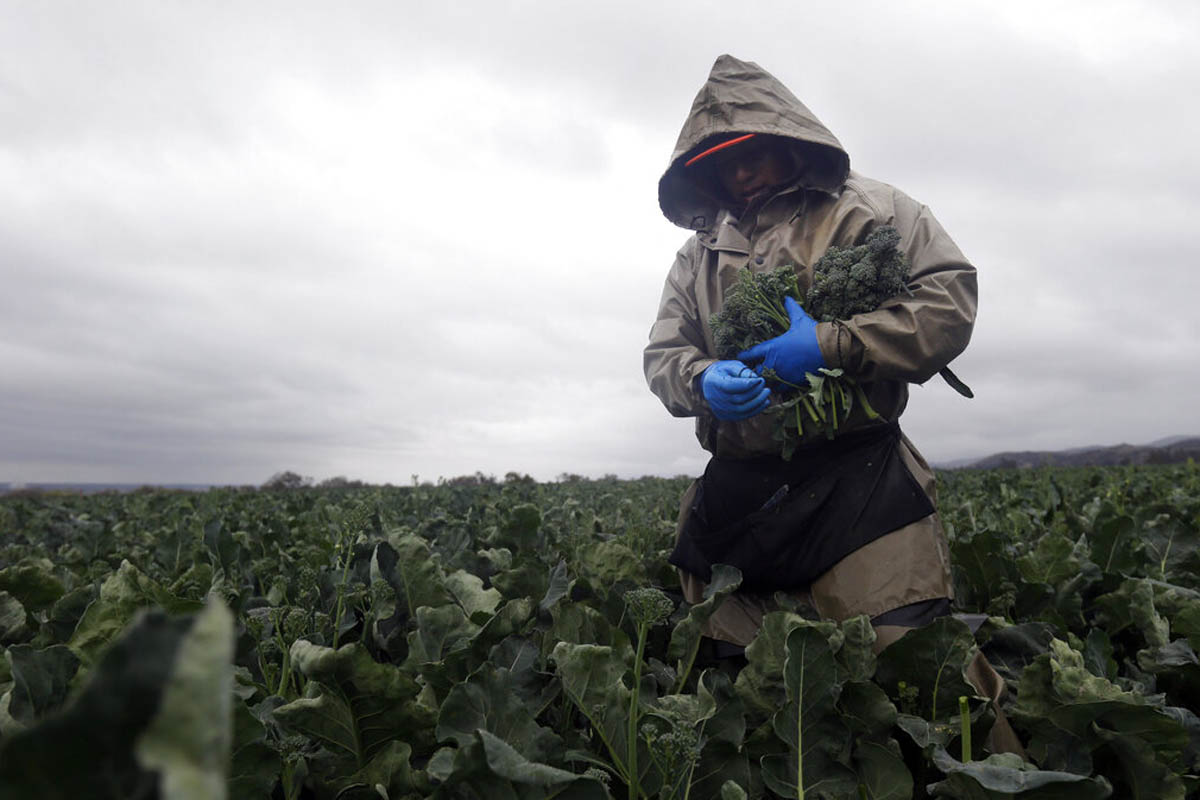 los trabajadores agrícolas temporales tendrán más protecciones legales en estados unidos