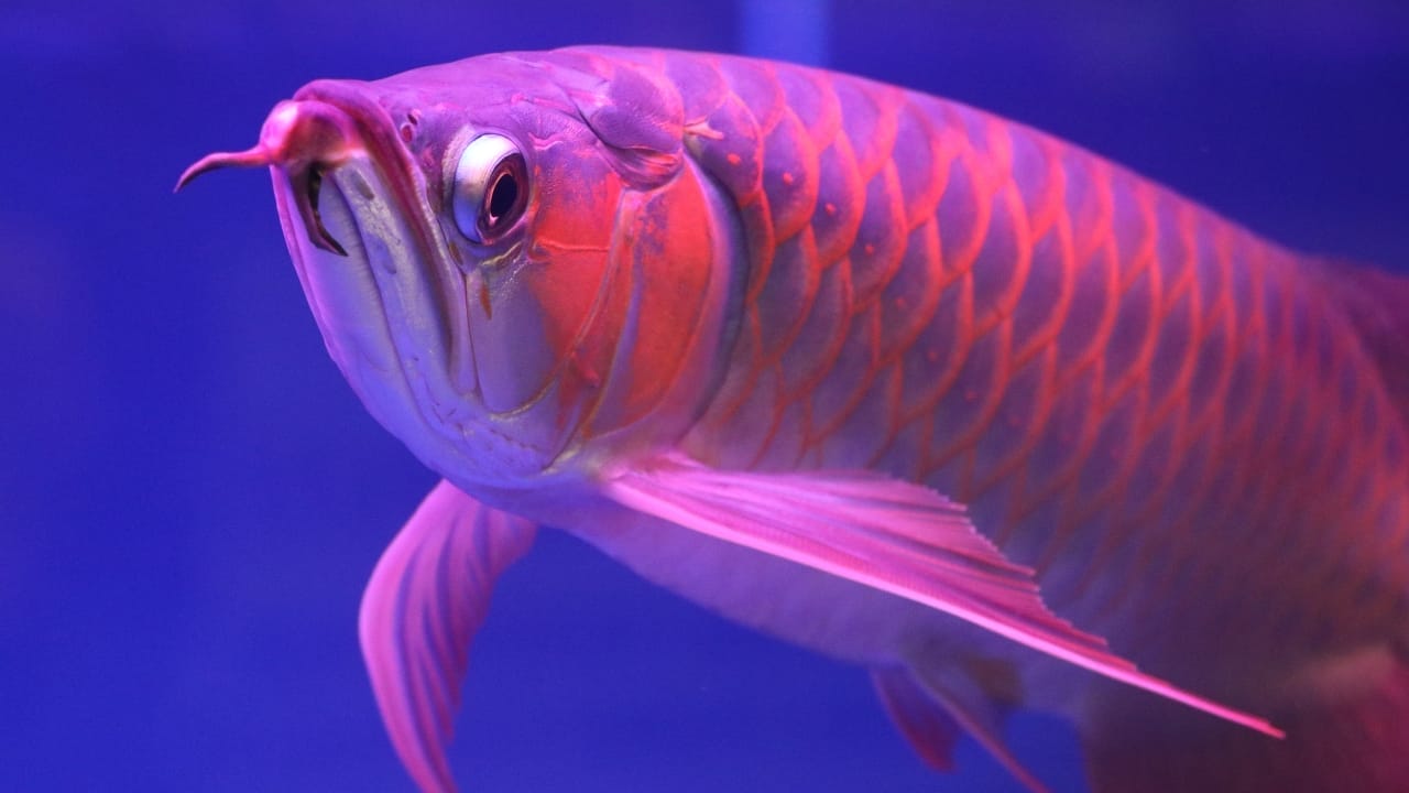 <p>Often referred to as the “dragon fish,” the arowana is a true aquatic marvel. Native to the Amazon basin, this freshwater fish is revered for its striking appearance and mythical status.</p> <p>With its elongated body, large scales, and vibrant colors, the arowana exudes an air of majesty. Its unique ability to breathe air from the surface allows it to survive in oxygen-depleted waters, making it a highly sought-after species in the aquarium trade.</p> <p>In some cultures, the arowana is believed to bring good luck and prosperity, leading to its popularity as a prized possession among collectors.</p>