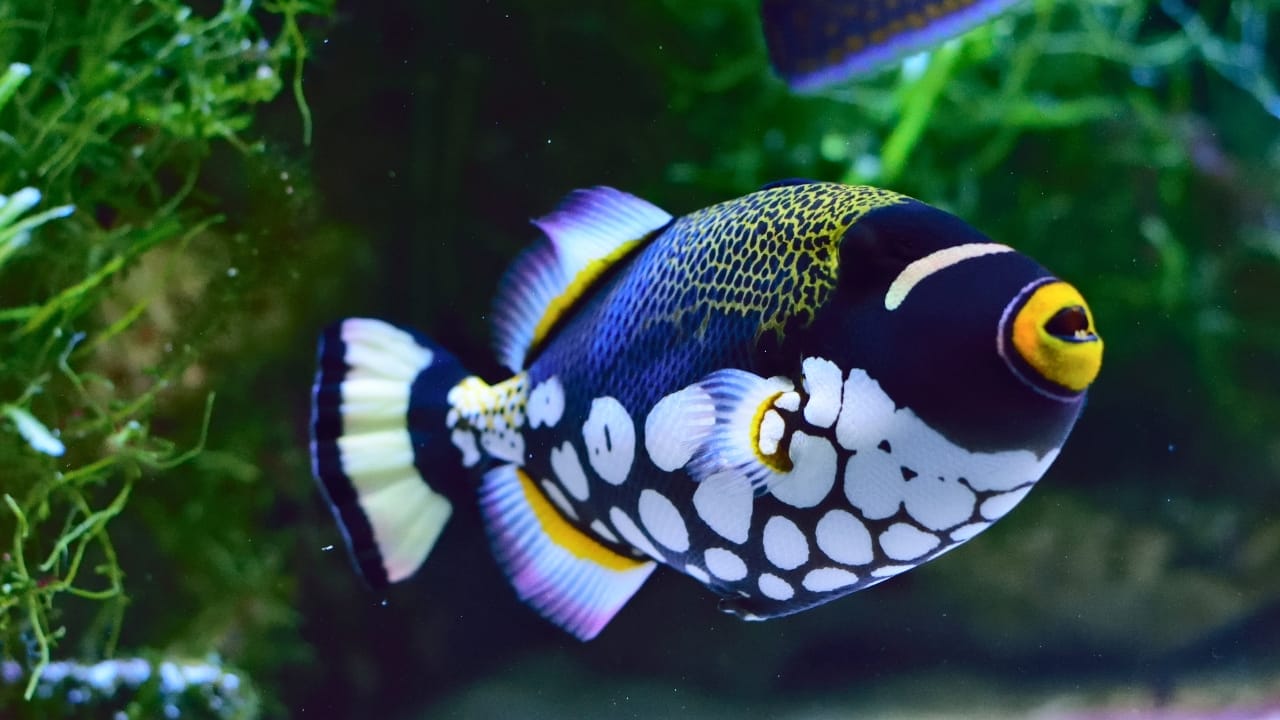 <p>The clown triggerfish is distinct at first glance. Their dark lower body with large white spots and yellow upper body with black dots are distinctive enough to mark this fish species as an unusual fish. They also sport white and yellow stripes on their face.</p> <p>They may seem a bit relaxed at their early stages, but once they grow into adults, their territorial tendencies begin to manifest. They can exist alongside other fish species, but if the other species are not as aggressive as the clown triggerfish, make sure the triggerfish gets added to the tank last.</p> <p>You will find the clown triggerfish in the Indo-Pacific ocean, and its broad teeth and strong jaws make it a formidable predator for its prey. It preys on crustaceans and sea urchins.</p>