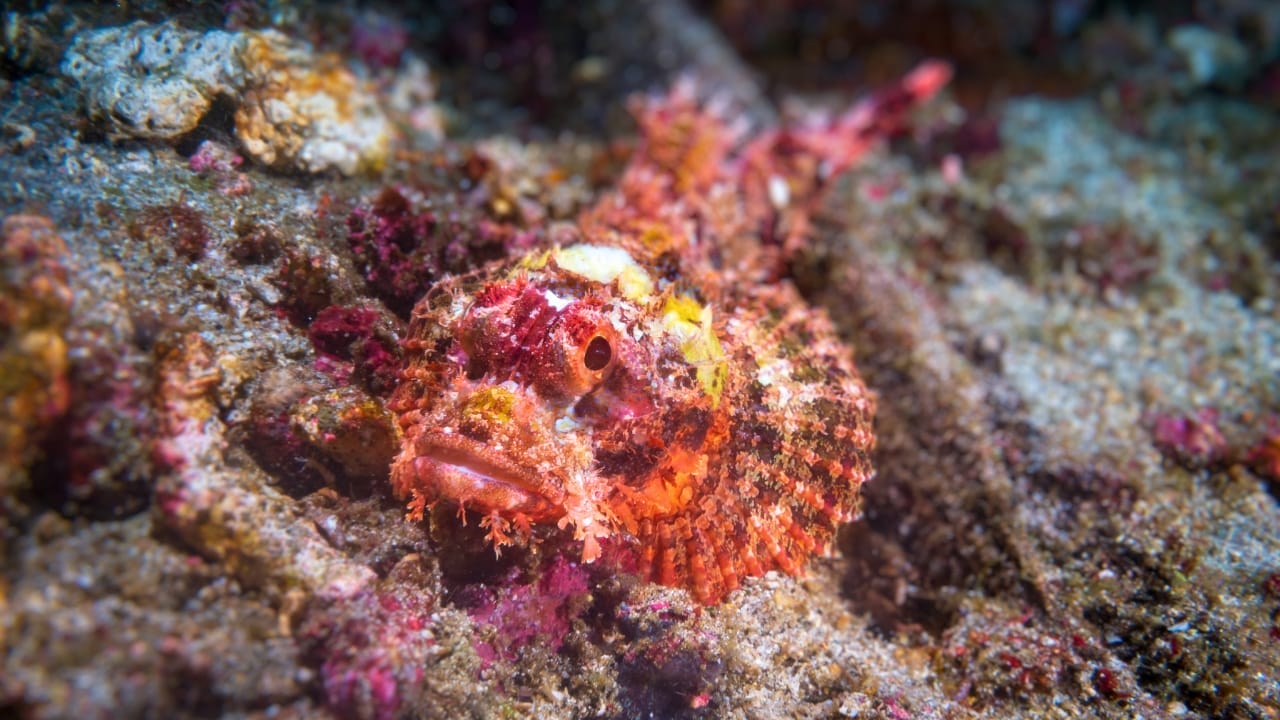 <p>This is also known as the scorpionfish and is commonly found in the Indo-Pacific area. It comes in a variety of colors depending on where it is found, and some of its other names include rockfish, stingfish, and small-scale firefish, amongst others.</p> <p>It has similar behavior to stonefish in the way they capture their prey. A tasseled scorpionfish will often lay in wait for its prey, well hidden and camouflaged. It is also highly venomous, but they will hardly attack anyone, as the venom is mostly for defense from predators.</p> <p>It is a carnivorous fish that can grow up to a length of 36 centimeters. The unusual thing about the fish is its head region, where there are tassels surrounding its jaw, looking like beards.</p>