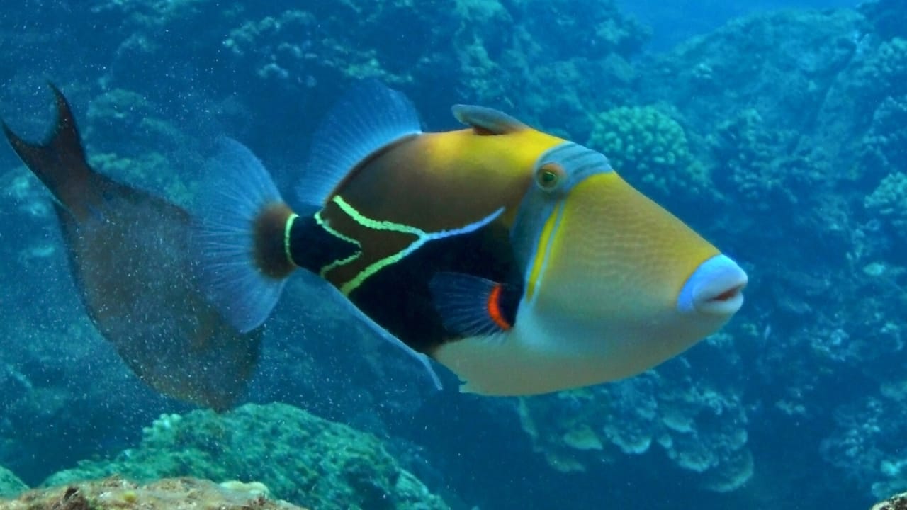 <p>Named after the renowned artist Pablo Picasso, this vibrant fish is a true masterpiece of nature. With its striking colors and intricate patterns, the Picasso triggerfish is a sight to behold.</p> <p>Hailing from the Indo-Pacific region, this territorial fish is known for its aggressive behavior, fiercely defending its domain against intruders. Despite its feisty nature, the Picasso triggerfish is a popular choice among aquarium enthusiasts, captivating viewers with its mesmerizing beauty.</p> <p>Interestingly, these fish are known to sleep on their sides, nestled among rocks or corals, adding to their quirky charm.</p>