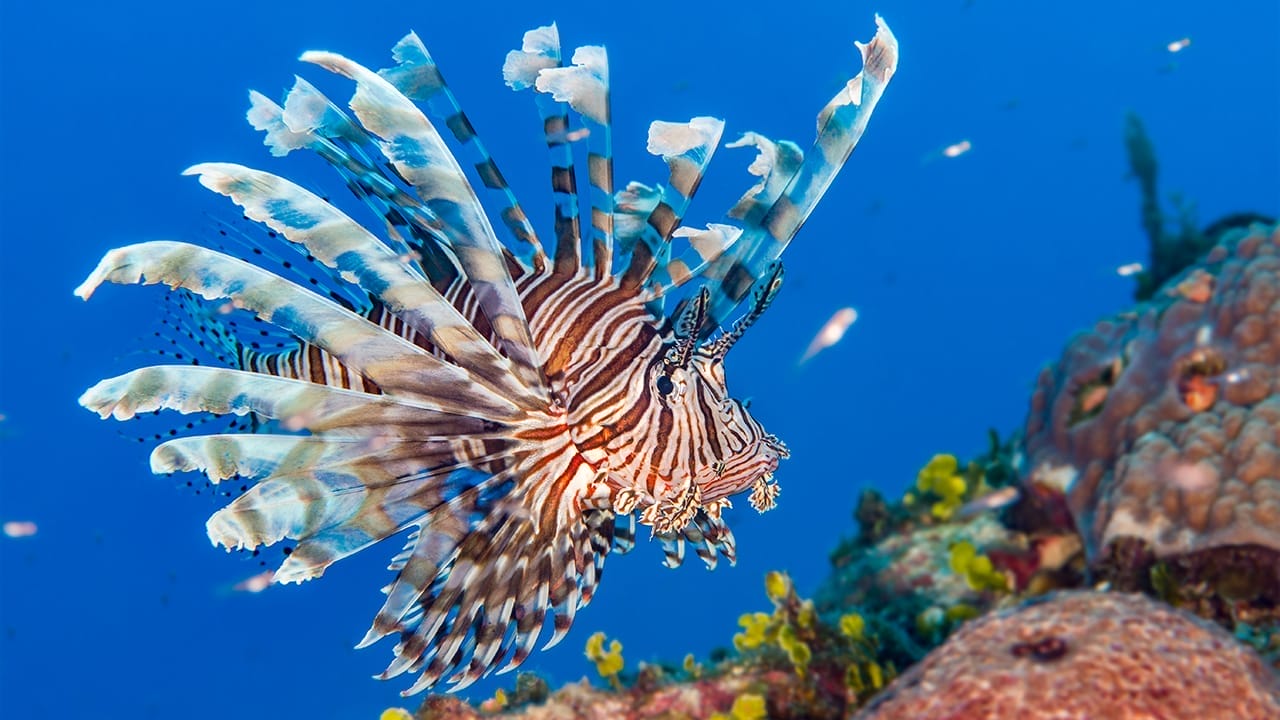 <p>Lionfish have a reputation in North America for being invasive because they are notorious for killing all native species. Their reproduction is fast, up to 30,000 eggs every week, and they are easily adaptable to new environments.</p> <p>They are common in the Pacific Ocean and have a length between 2 inches and 16 inches. They come with feathery fins that look attractive to smaller fish and lure them in. Lionfish look harmless with their beautiful zebra-patterned striped bodies, but they have highly venomous spikes that can inflict severe pain to anything that gets too close.</p> <p>An interesting thing about lionfish is the ability of their stomachs to expand up to 30 times the normal size after feeding. They have large appetites and can reproduce throughout the year.</p>