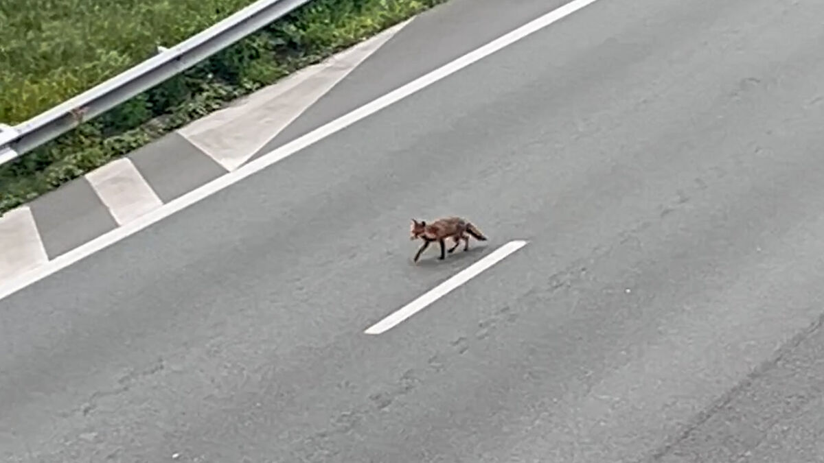 vidéo. a13 fermée : une famille de renards aperçue sur l’autoroute près de saint-cloud