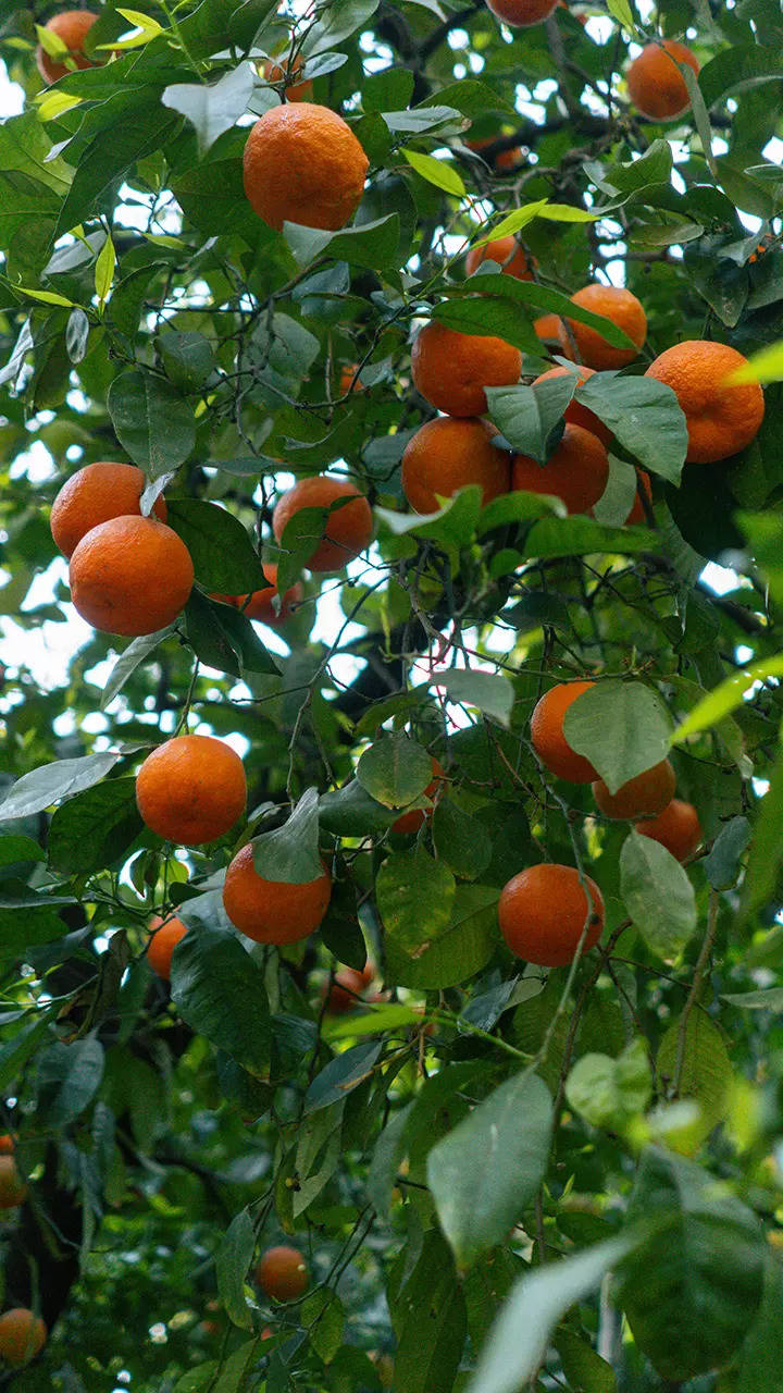 10 types of oranges and their benefits