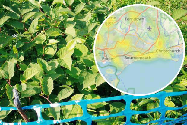 There are plenty of occurrences of Japanese Knotweed that have been reported around Dorset (Image: Environet/PA)